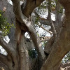 Отель Banyan Grove, фото 20