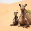 Отель Sahara Camels Camp, фото 26