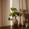 Отель Noah Beach Hotel & Suites, фото 45