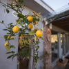 Отель Sinanis Garden House, фото 7
