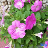 Отель Tiantai Fragrance Homestay, фото 5