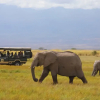 Отель Elewana Tortilis Camp, фото 20