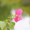 Отель Ruijin Hotel, фото 9