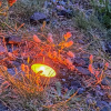 Отель Dom Niwnice, фото 17