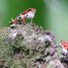 Отель ataraxia bocas del toro, фото 17