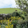 Отель Waingate Cottage, фото 17