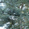 Отель Aux Deux Cedres, фото 3