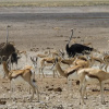 Отель Eagle Tented Lodge & Spa Etosha, фото 6