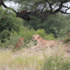 Отель Tarangire River Camp, Mbali Mbali Lodges and Camps, фото 14