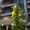 Отель APT Praia do Forte, 140m2 com piscina, фото 5