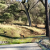 Отель Ravensbrook Inn Yosemite, фото 24