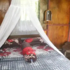 Отель Rain Forest Guest House, фото 7