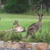 Отель Breakfast with the Kangaroos, фото 8