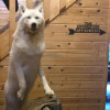 Отель Arctic Wolf Lodge, фото 24