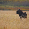 Отель Ezemvelo Nature Reserve, фото 6