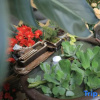 Отель Tengchong Yueting Yushe Homestay, фото 9