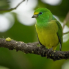 Отель El Dorado Nature Reserve, фото 21