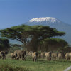Отель Maasai Simba Camp, фото 47