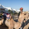 Отель Pushkar Adventure Camp And Camel Safari, фото 3