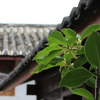 Отель Lijiang Yunxin Yaju Boutique Inn, фото 1