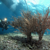 Отель Turtle Bay Dive Resort, фото 25