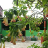 Отель Pousada Recanto Verde, фото 18