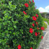 Отель Lovely Apartment in Flic en Flac, Close to the Lovely Beach and all Amenities, фото 29