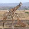 Отель Angalia Tented Camp, фото 21