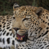 Отель Tshukudu Game Lodge, фото 18