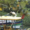 Отель Sobrado e Casa em Ubatuba, фото 10
