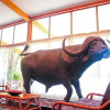 Отель Merino Inn Hotel, фото 16