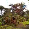 Отель Tanna Volcano View Treehouse, фото 10