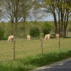 Отель Tranquil Holiday Home in North Limburg With Garden, фото 20