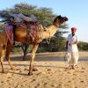 Отель Registan Desert Safari Camps, фото 11