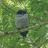 Отель La Fortuna Lodge, фото 16