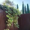Отель Guesthouse Gostepriimnyi в Новом Афоне