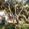 Отель Villa Limoni, фото 9