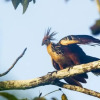 Отель Grand Amazon Lodge & Tours, фото 7