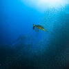 Отель Turtle Bay Dive Resort, фото 32