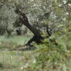 Отель Agriturismo Don Lucifero, фото 18