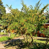 Отель El Bosque Trails & Eco-Lodge, фото 14