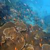 Отель Chumbe Island Coral Park, фото 37