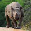 Отель Valley Lodge - Babanango Game Reserve, фото 48