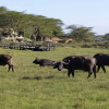 Отель Hatari Lodge, фото 14