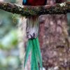 Отель Cabinas El Quetzal, фото 22