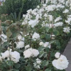 Отель La Casa Delle Rose 1, фото 7