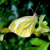 Отель Myrholm, фото 4