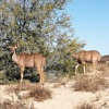 Отель Sanbona Wildlife Reserve, фото 24