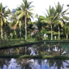 Отель The Djoyo Bed & Breakfast, фото 5