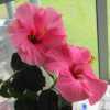 Отель Hibiscus Bed & Breakfast, фото 7